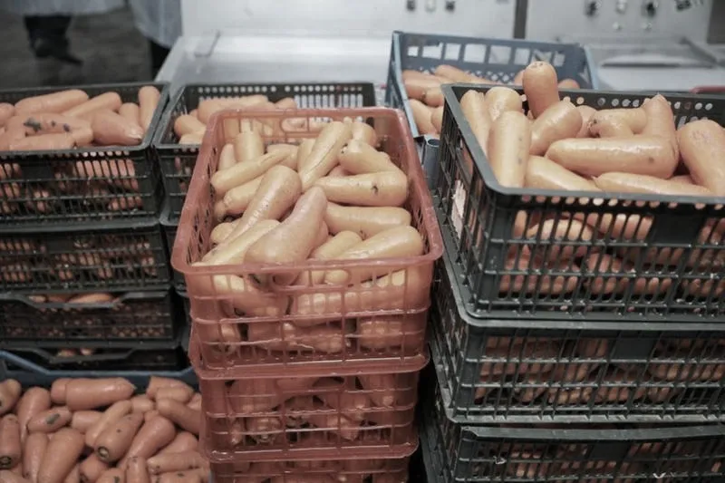 Skuteczne sposoby na to, jak przechować marchew w piwnicy przez całą zimę