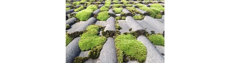 Chemiczne metody usuwania mchu