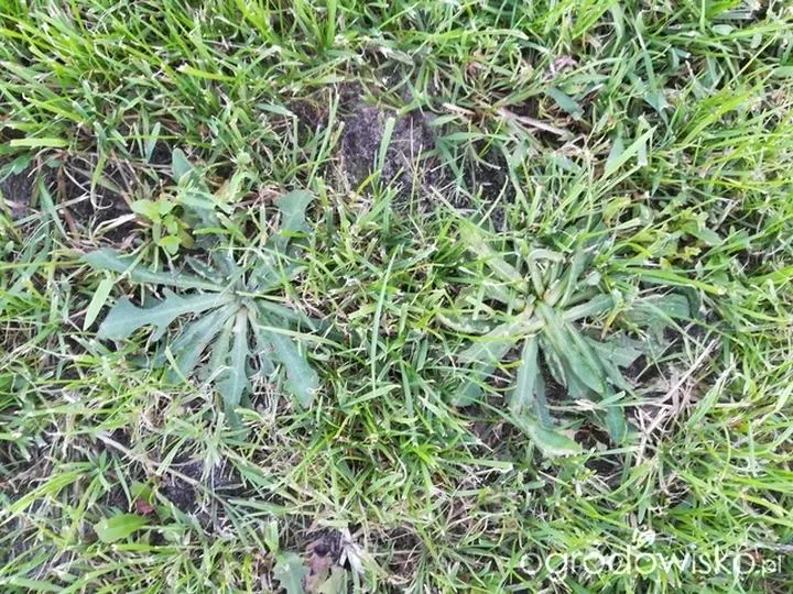 Ekologiczne metody walki z chwastami