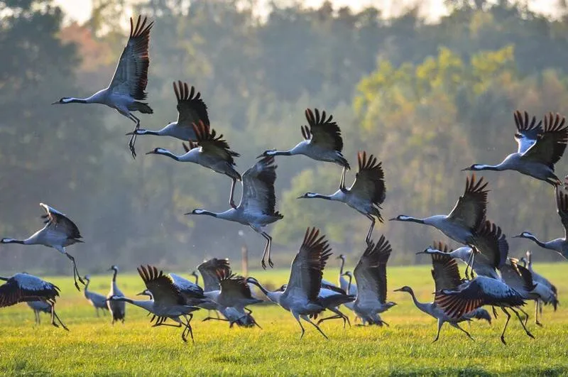 Metody odstraszania ptaków