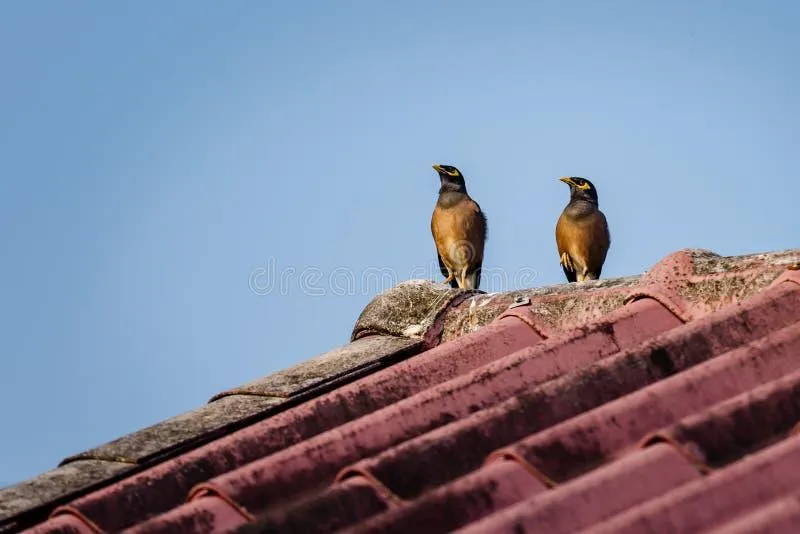 Metody odstraszania szpaków