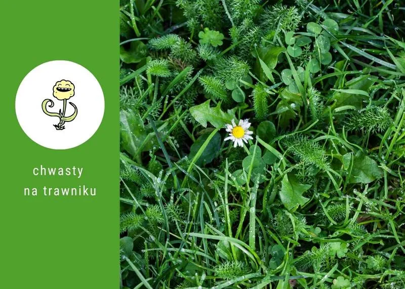 Profesjonalne rozwiązania na chwasty