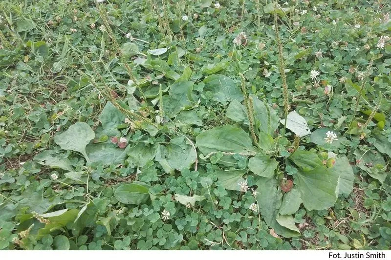 Skuteczne metody na zielsko